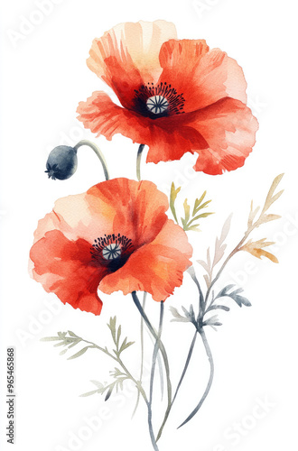 Simple watercolor vivid red poppy flowers on a white background