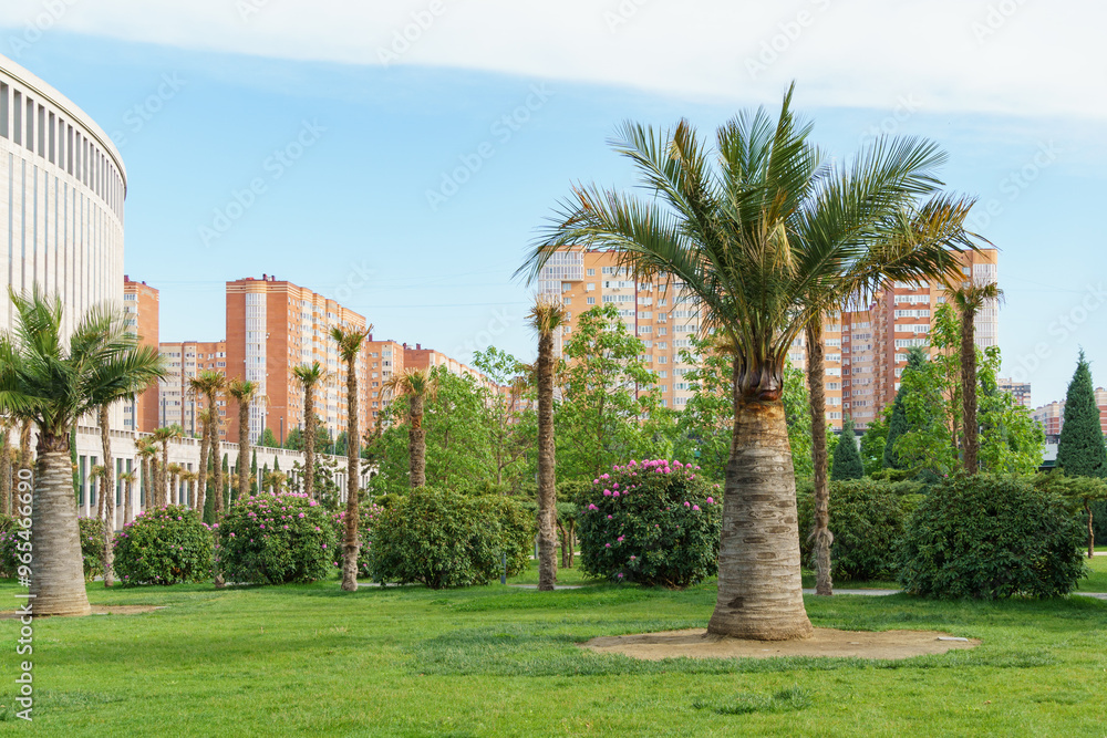 Jubaea chilensis or Jubaea spectabilis 'Chilean wine palm' or 'Chile cocopalm' in city public landscape 'Galitsky park' for relaxation and walking in spring 2024 Jubaea chilensis or Jubaea spectabilis 'Chilean wine palm' or 'Chile cocopalm' in city public landscape 'Galitsky park' for relaxation and walking in spring 2024
