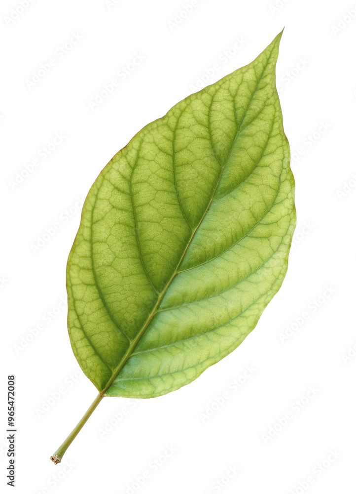 green leaf on a transparent background green leaf on a transparent background