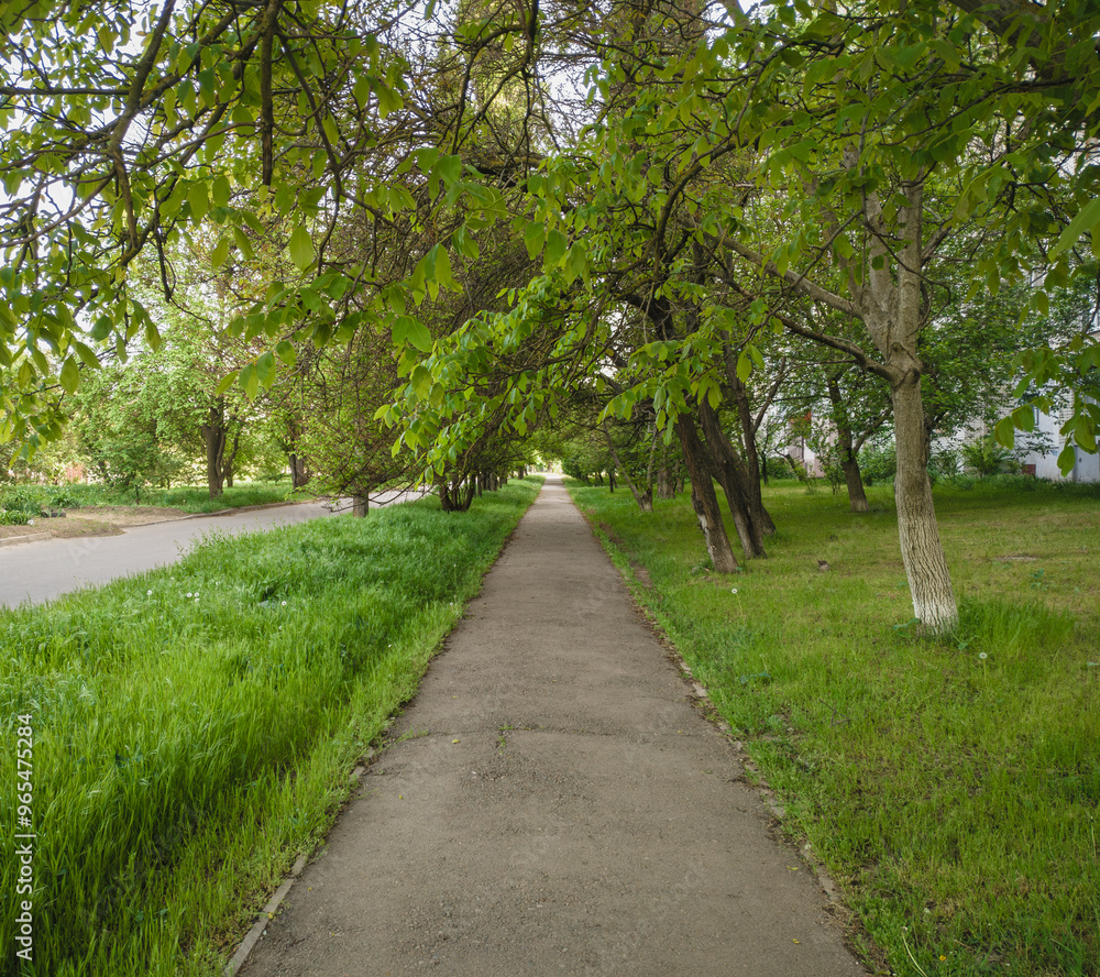Tree-lined pathway in a tranquil park Tree-lined pathway in a tranquil park
