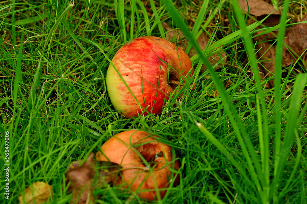 fallen apple in green meadow in autumn fallen apple in green meadow in autumn