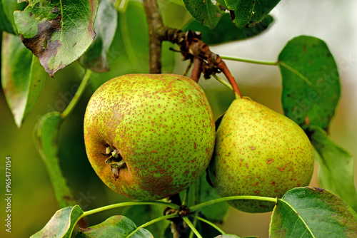 ripe pear on a tree in summer