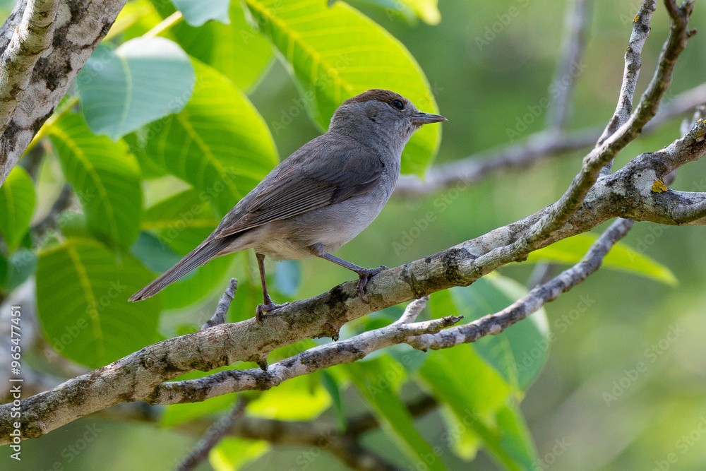 Fauvette à tête noire, .Sylvia atricapilla, Eurasian Blackcap Fauvette à tête noire, .Sylvia atricapilla, Eurasian Blackcap