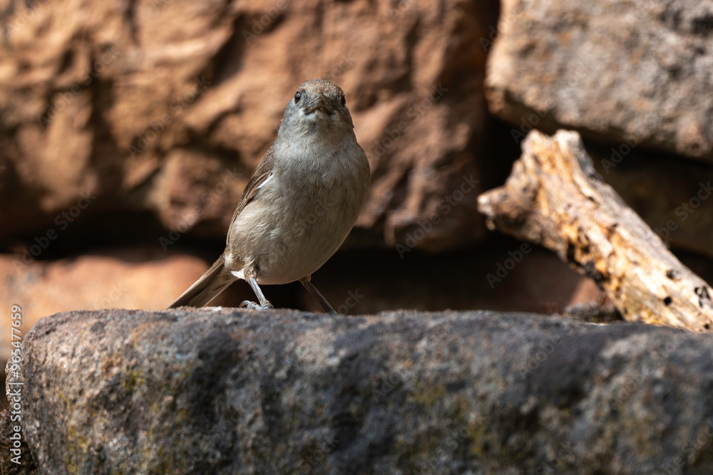Fauvette à tête noire, .Sylvia atricapilla, Eurasian Blackcap Fauvette à tête noire, .Sylvia atricapilla, Eurasian Blackcap