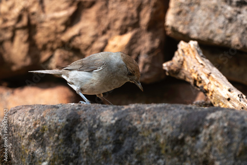 Fauvette à tête noire, .Sylvia atricapilla, Eurasian Blackcap photo