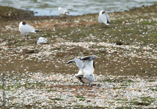 Mouette rieuse, nid, accouplement,.Chroicocephalus ridibundus, Black headed Gull photo