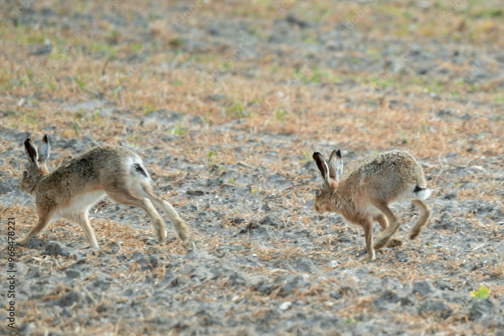 Lapin de garenne, Oryctolagus cuniculus Lapin de garenne, Oryctolagus cuniculus