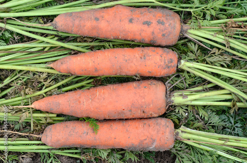 Daucus carota 'Berlicum Hollande', Carotte photo