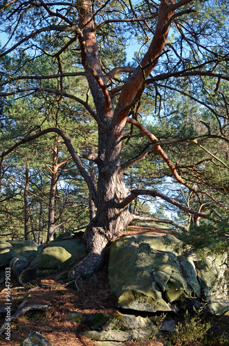 pin sylvestre, pinus sylvestris, rochers, sentier Denecourt Colinet, Cabaret Masson, parcour de la Solle, Foret de Fontainebleau, region Ile de France, 77, Seine et Marne, France photo