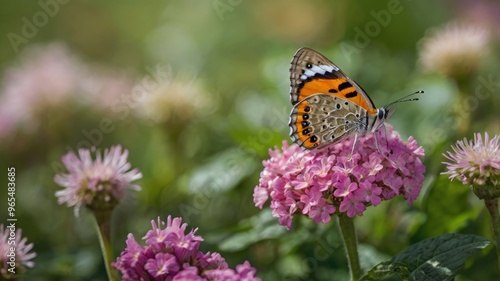 World Photography Day Butterfly on Flower Captured in Detail 