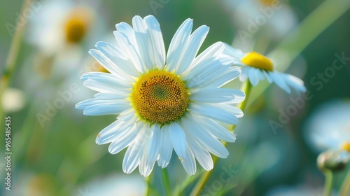 Chamomile flower with vibrant colors in a summer field