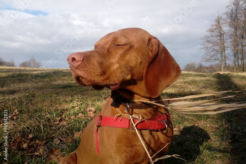 Hungarian vizsla