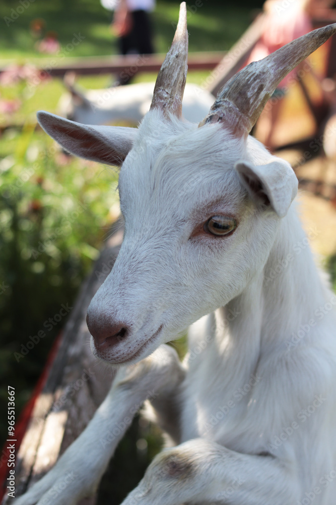 White goat standing on a fence and looking at the camera on a blurred green background. Domestic animals. Close-up. Selective focus. Space for an inscription. White goat standing on a fence and looking at the camera on a blurred green background. Domestic animals. Close-up. Selective focus. Space for an inscription.