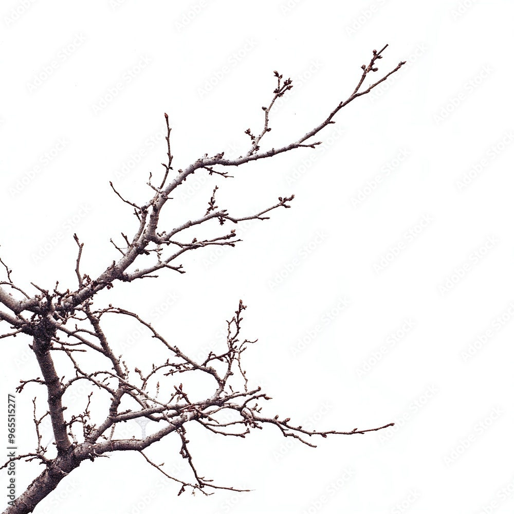 Bare tree branches against white sky Bare tree branches against white sky