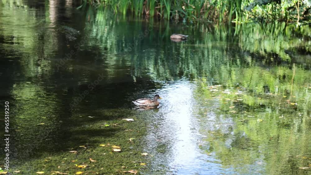 Duck Swimming in Bute Park Pond Duck Swimming in Bute Park Pond