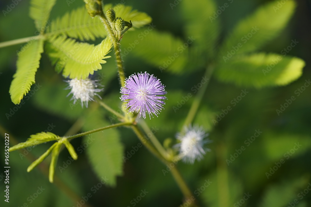 Mimosa pudica (also called sensitive plant, sleepy plant, action plant, humble plant, touch-me-not, touch-and-die, or shameplant is a creeping annual or perennial flowering plant of the pea/legume f. Mimosa pudica (also called sensitive plant, sleepy plant, action plant, humble plant, touch-me-not, touch-and-die, or shameplant is a creeping annual or perennial flowering plant of the pea/legume f.