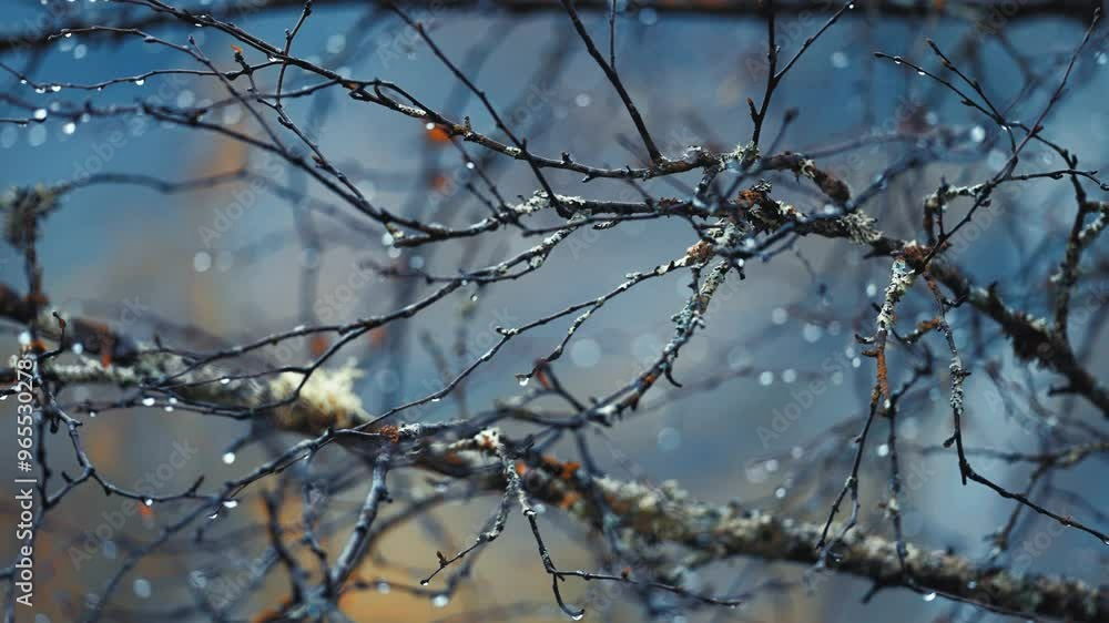 Delicate dark birch tree branches are beaded by raindrops on a blurry background. A close-up parallax shot, bokeh background. Delicate dark birch tree branches are beaded by raindrops on a blurry background. A close-up parallax shot, bokeh background.