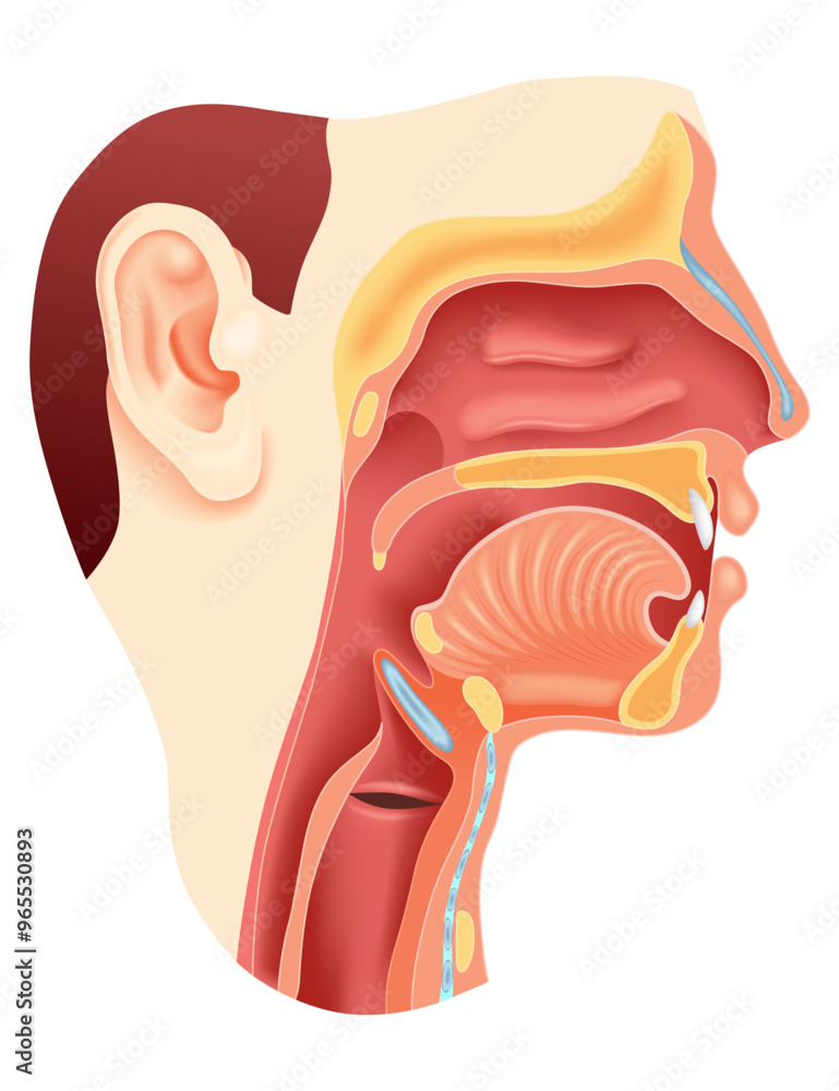 Anatomy of nose mouth larynx. A Comprehensive and Detailed Anatomy of the Human Throat and Mouth for Study and Research