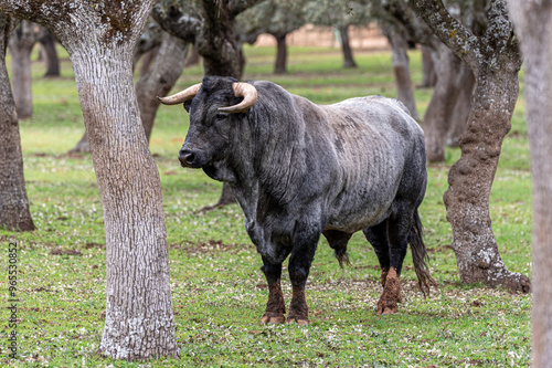 Wallpaper Mural Spanish black and silver fighting bull in the pasture with big horns Torontodigital.ca