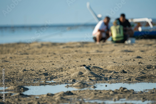 a common king finger hunting for crabs and small fishes for it's morning meal by the beach