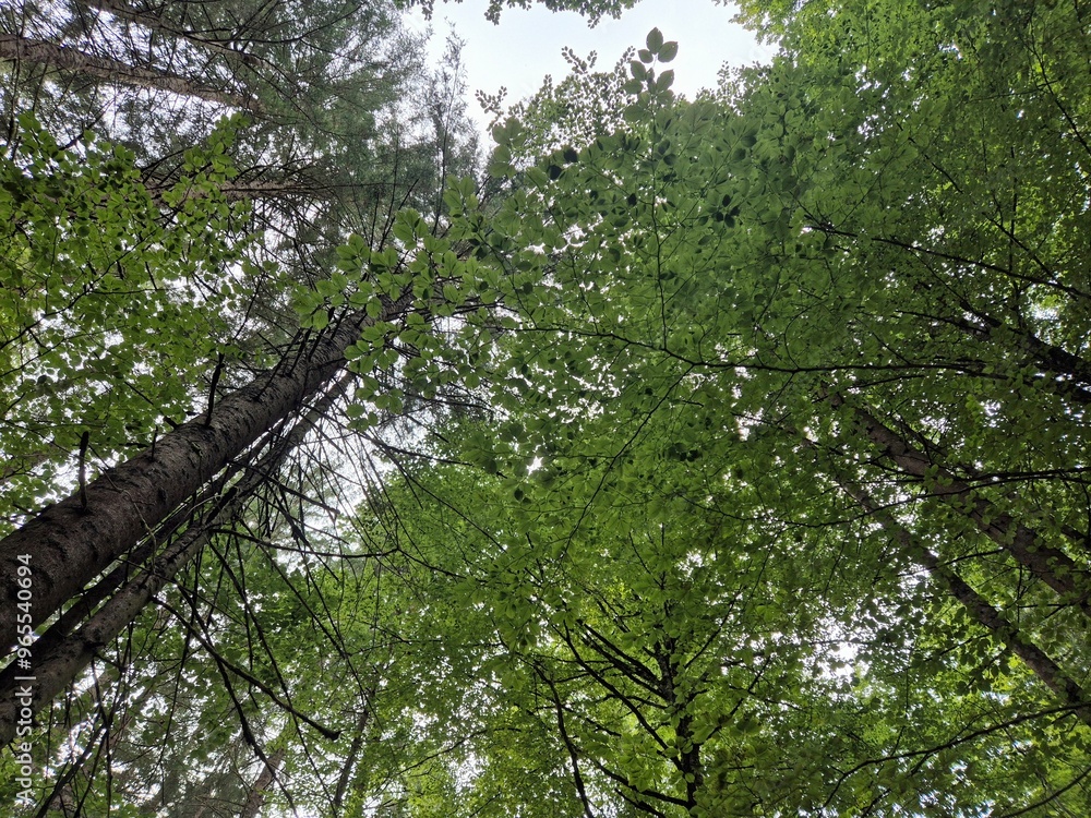 Fototapeta premium trees in the forest
