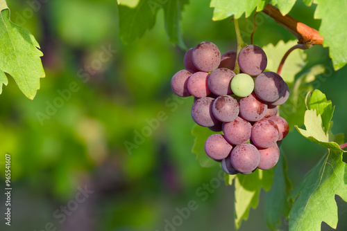 Obraz na plátně ripening bunch of grapes in the vineyard close-up