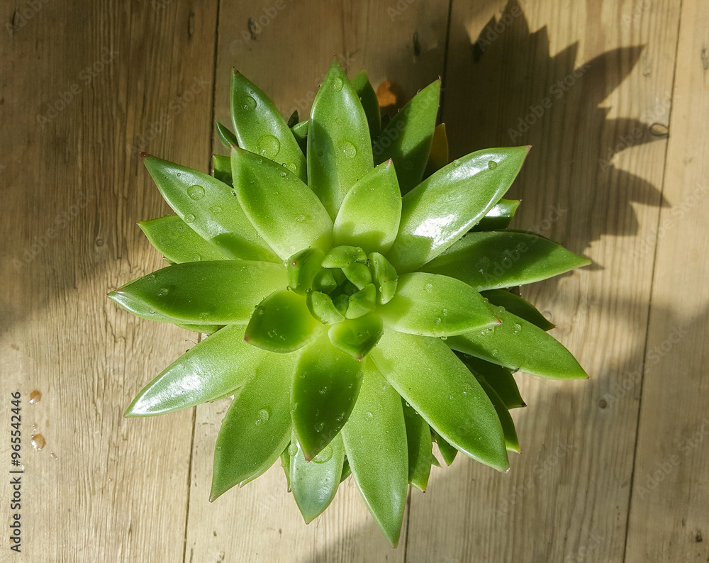 Flat Lay photograph of a Succulent Flat Lay photograph of a Succulent