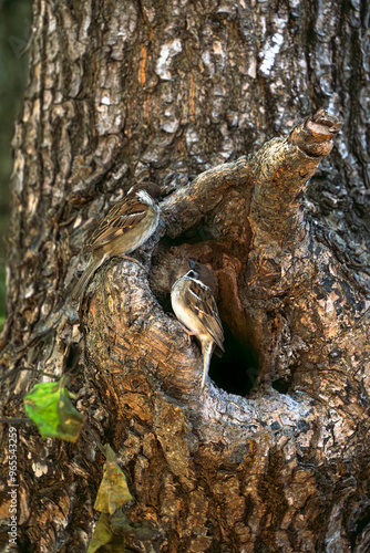 eurasian tree sparrow protecting its nest against intruders