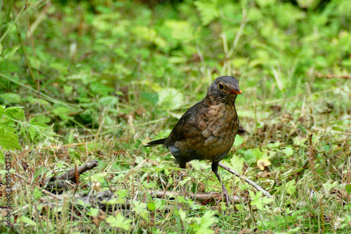 Birds Images fieldfare forest animal