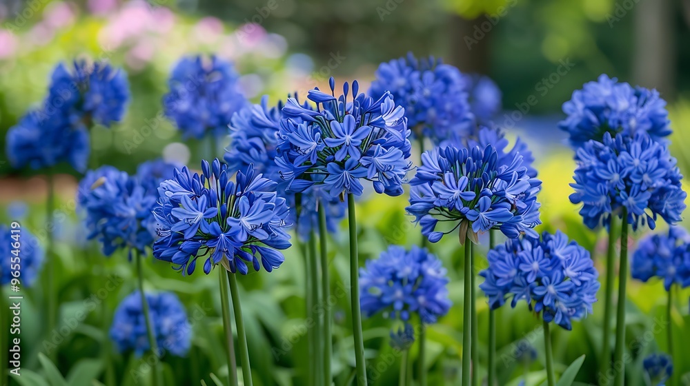 Obraz premium A lush field of blue agapanthus flowers, also known as African lily, in full bloom, spreading across the landscape like a sea of blue. The vibrant color of the flowers stands out against the