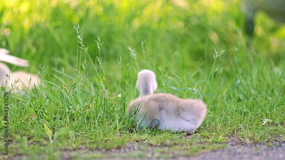 a beautiful Swan (Cygnus olor) family with young fluffy chicks walks on a green lush meadow and eats grass on a sunny summer morning in Göttingen - Lower Saxony - Germany - Europe a beautiful Swan (Cygnus olor) family with young fluffy chicks walks on a green lush meadow and eats grass on a sunny summer morning in Göttingen - Lower Saxony - Germany - Europe