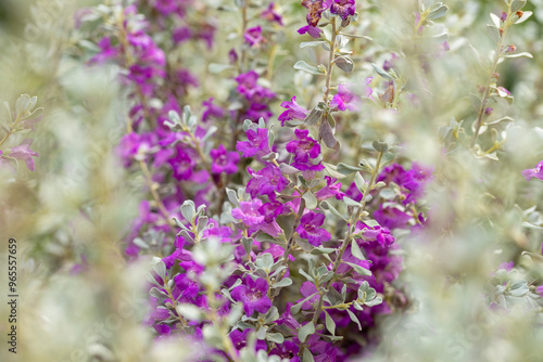 The flowers of a Leucophyllum frutescens plant. The species is also called Texas Ranger, Texas silverleaf, Texas barometerbush, wild lilac and purple sage. It'a popular ornamental plant worldwide.