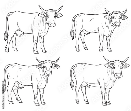 Hand drawn animal outline illustration black and white cow set