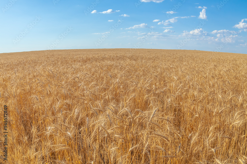 Beautiful scenic picture of a field of ripe wheat and blue, cloudy sky on a summer day Beautiful scenic picture of a field of ripe wheat and blue, cloudy sky on a summer day