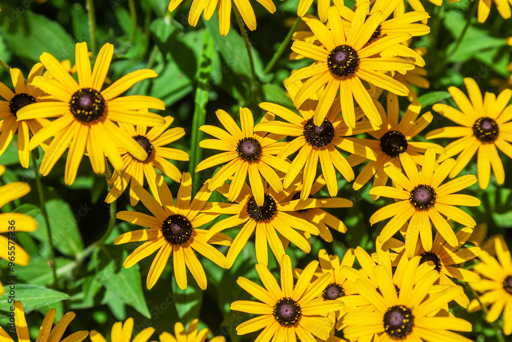 Floral background. Texture with black-eyed susan (Rudbeckia hirta, brown betty, gloriosa daisy, golden Jerusalem). Plants theme. Natural green and yellow pattern. Floral background. Texture with black-eyed susan (Rudbeckia hirta, brown betty, gloriosa daisy, golden Jerusalem). Plants theme. Natural green and yellow pattern.
