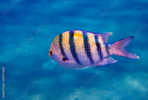 Closeup of fish with common name Sergeant major, belonging to family Pomacent...