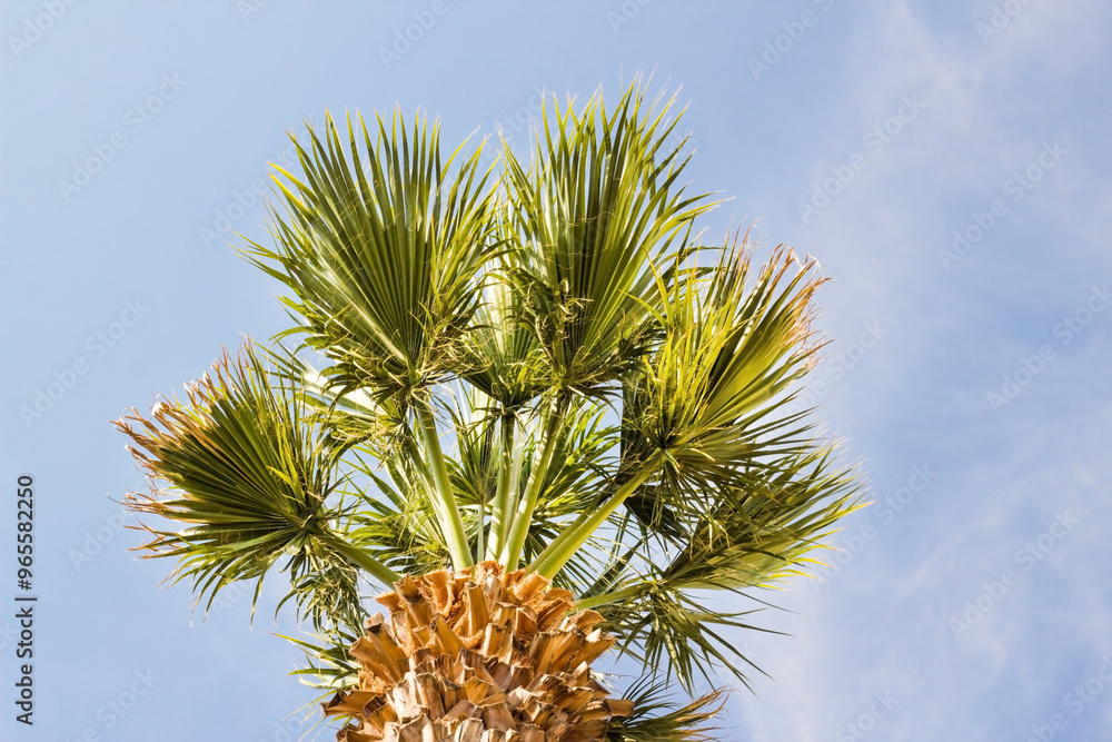 Close-up taken of palm tree with green leaves in the blue sky Close-up taken of palm tree with green leaves in the blue sky
