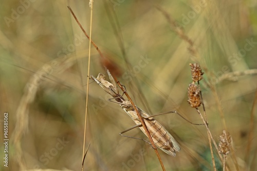 Weibliche Europäische Gottesanbeterin (Mantis religiosa)