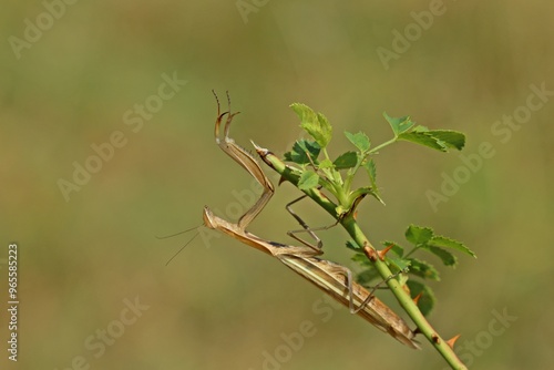 Weibliche Europäische Gottesanbeterin (Mantis religiosa)