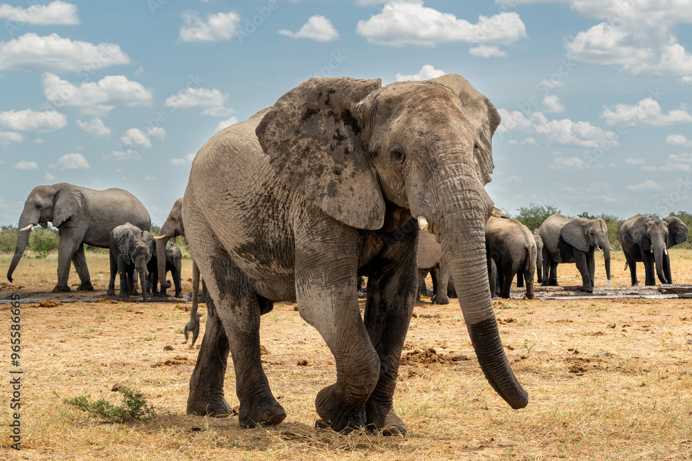 Fototapeta premium Elephant herd visting a waterhole in Etosha National Park in Namibia