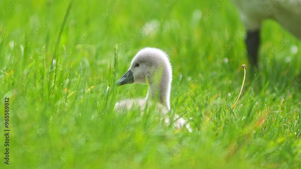 a beautiful Swan (Cygnus olor) family with young fluffy chicks walks on a green lush meadow and eats grass on a sunny summer morning in Göttingen - Lower Saxony - Germany - Europe a beautiful Swan (Cygnus olor) family with young fluffy chicks walks on a green lush meadow and eats grass on a sunny summer morning in Göttingen - Lower Saxony - Germany - Europe