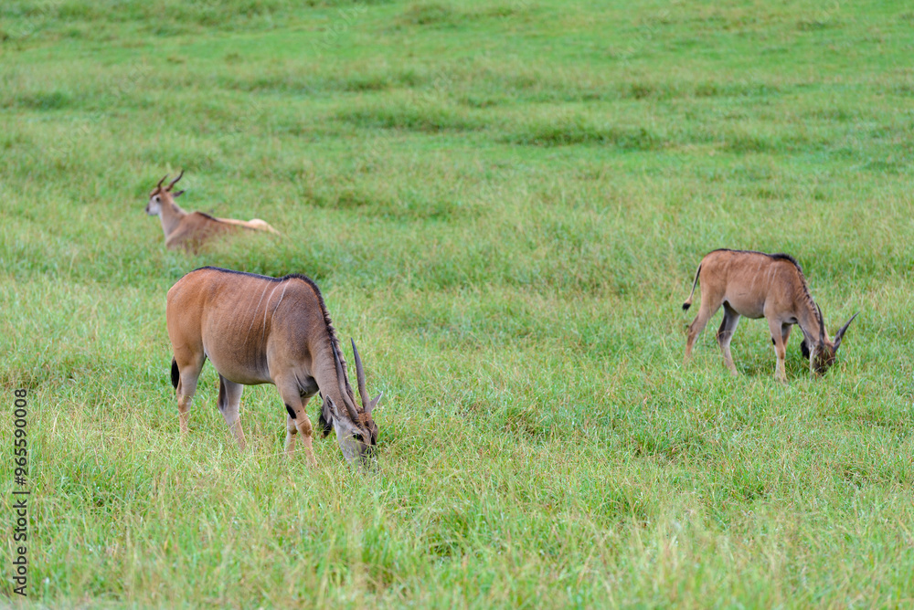 antelopes grazing on a green meadow, animals in their natural environment antelopes grazing on a green meadow, animals in their natural environment