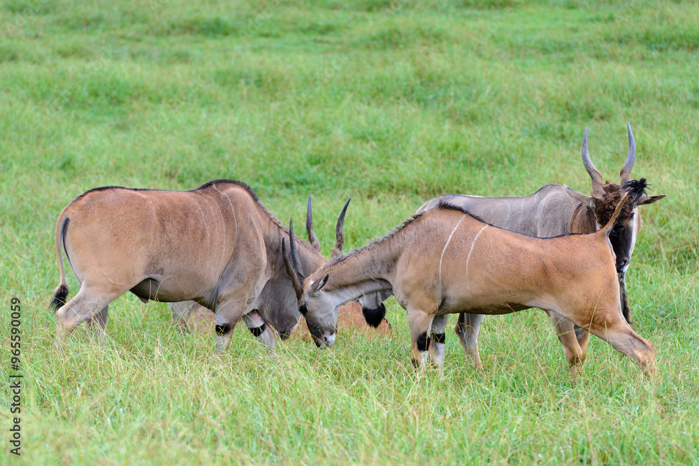 antelopes grazing on a green meadow, animals in their natural environment antelopes grazing on a green meadow, animals in their natural environment