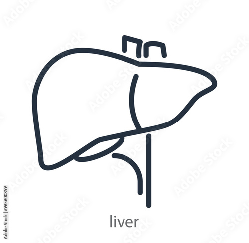 Liver icon. Anatomy. Simple organ of human body isolated in white background.