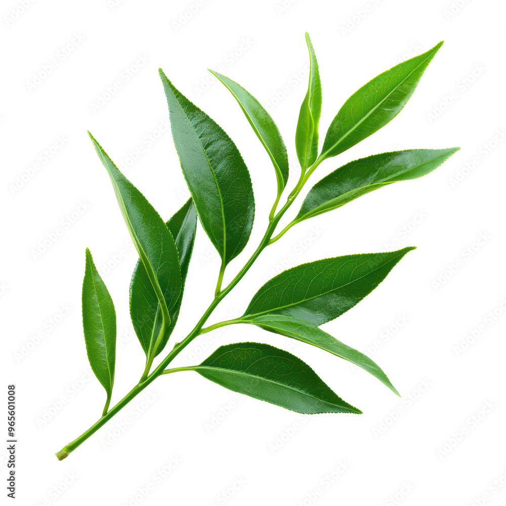 Naklejka premium Fresh Green Tea Leaves Isolated on Background, Perfect for Organic and Natural Product Designs