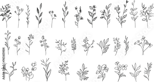 Various types of eucalyptus, silver dollar, baby blue, blue gum, seeded. Hand drawn wedding herb with elegant leaves..