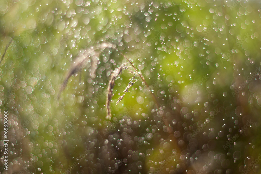 Obraz premium rain drops on a green leaf