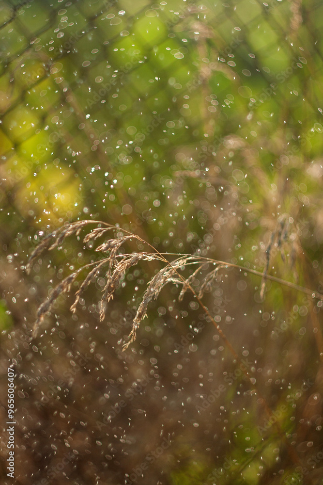 Obraz premium green lawn with dew drops