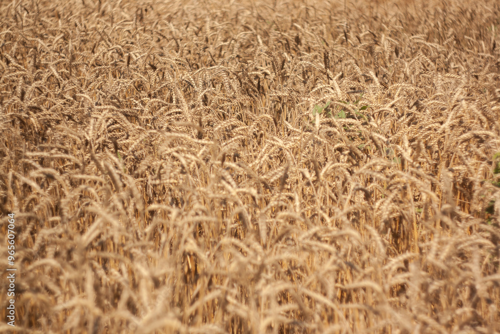 field of wheat field of wheat