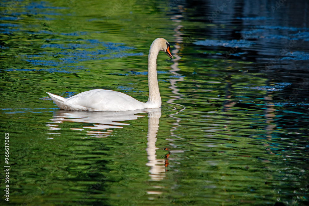Fototapeta premium Eleganter Schwan mit langer Spiegelung in grünem Wasser